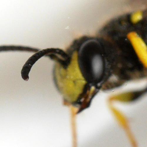 Réf. 344 819 : Cerceris rybyensis